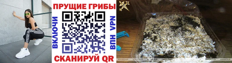 Галлюциногенные грибы Psilocybine cubensis  Краснокамск 